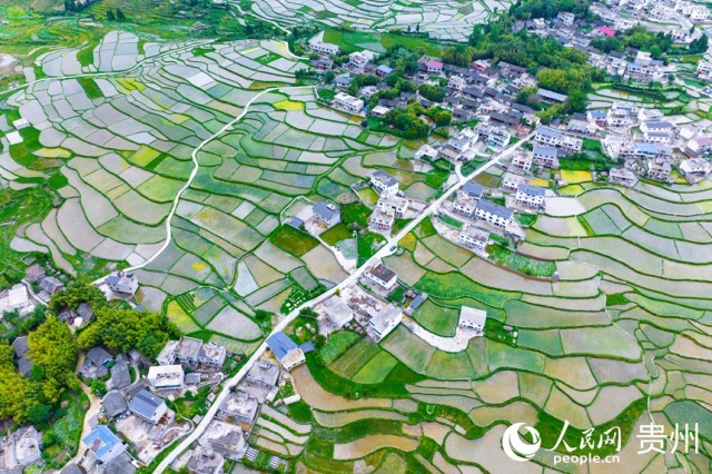 航拍貴陽市花溪區(qū)高坡梯田。人民網(wǎng)記者 涂敏攝